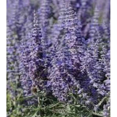 PEROVSKIA atriplicifolia Lacey blue lisslitt