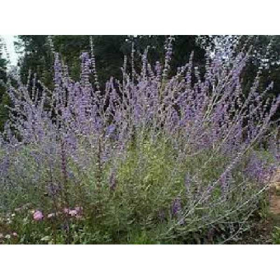 PEROVSKIA atriplicifolia Filigran