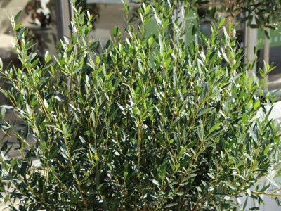 PHILLYREA angustifolia Rosmarinifolia