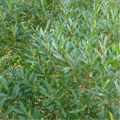 PHILLYREA angustifolia
