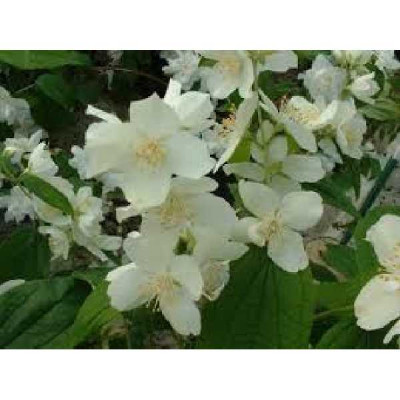 PHILADELPHUS coronarius