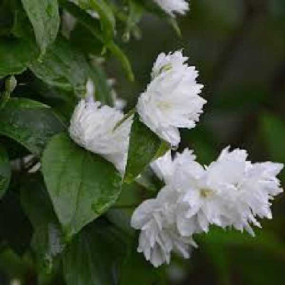 PHILADELPHUS virginalis Minesota snowflake