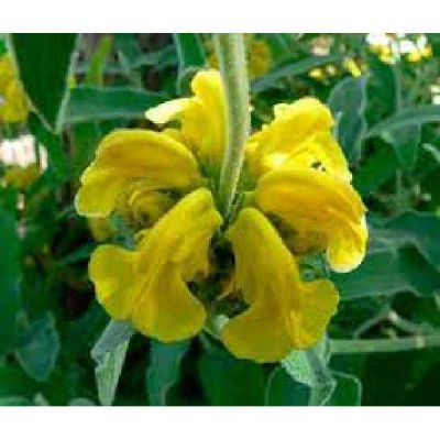 PHLOMIS fruticosa Le sud