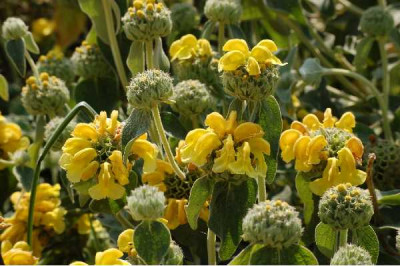 PHLOMIS fruticosa Bourgaei