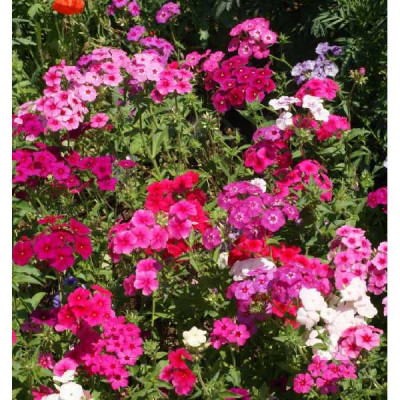 PHLOX  MIXT TRIOMIO