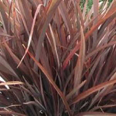 PHORMIUM  Amazing red