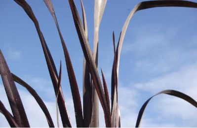 PHORMIUM  Black adder®