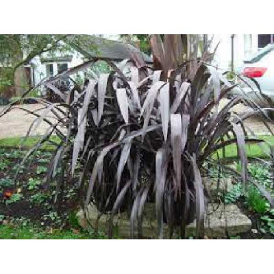 PHORMIUM  Black velvet