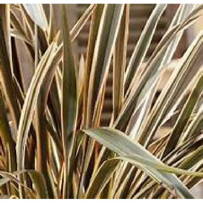 PHORMIUM  Brown sugar®