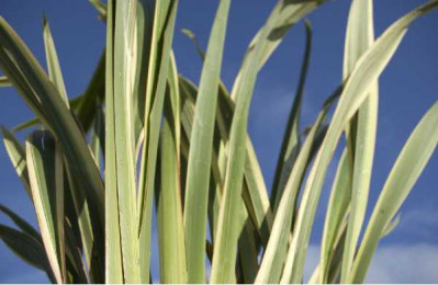 PHORMIUM cookianum Tricolor