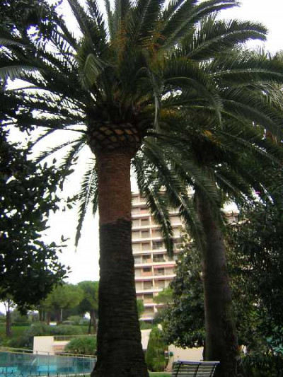 PHOENIX canariensis