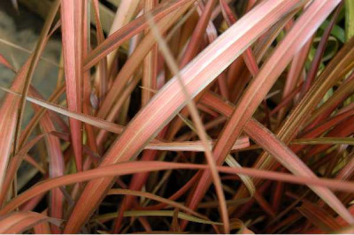 PHORMIUM  Evening glow