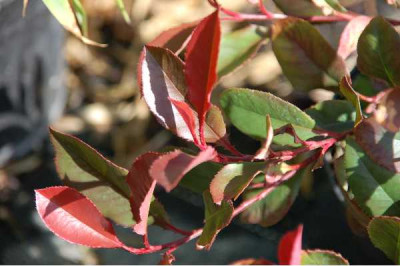 PHOTINIA fraseri Red robin