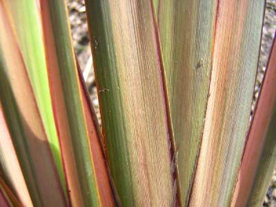 PHORMIUM  Rainbow maiden