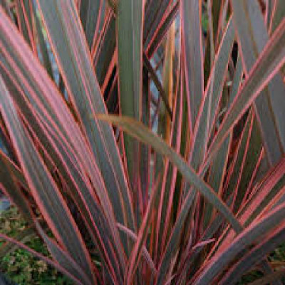 PHORMIUM  Rainbow queen