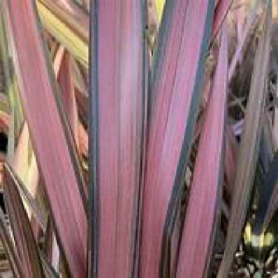 PHORMIUM  Flamingo