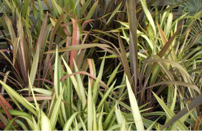 PHORMIUM