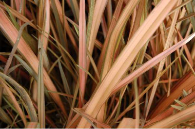 PHORMIUM  Rainbow sunrise maori sunrise