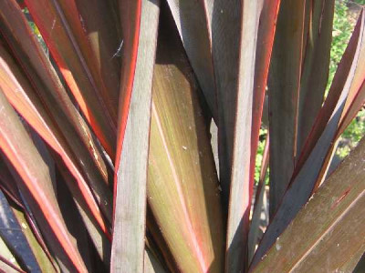 PHORMIUM tenax Purpureum