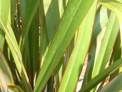 PHORMIUM tenax Vert
