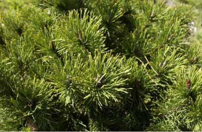 PINUS mugo Mughus
