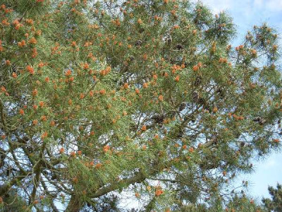 PINUS pinaster