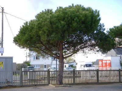 PINUS pinea