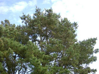 PINUS radiata