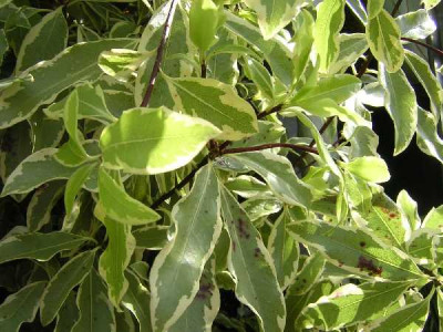 PITTOSPORUM eugenoides Variegatum