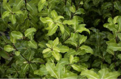 PITTOSPORUM tenuifolium Brain de soleil