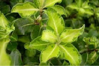 PITTOSPORUM tenuifolium Cap sizum