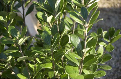 PITTOSPORUM crassifolium