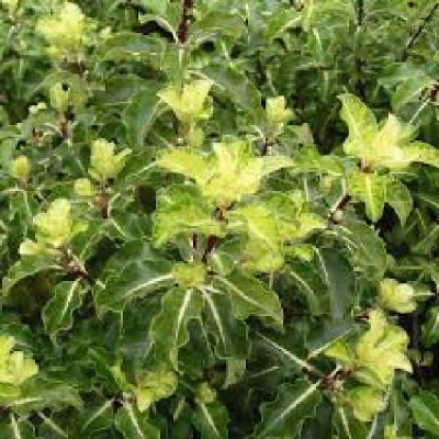 PITTOSPORUM tenuifolium Abbotsburygold