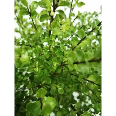 PITTOSPORUM tenuifolium Cratus