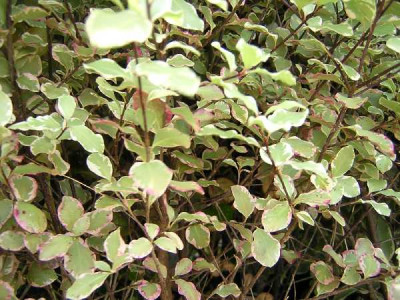 PITTOSPORUM tenuifolium Elisabeth