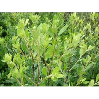 PITTOSPORUM tenuifolium Macrophyllum