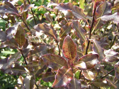 PITTOSPORUM tenuifolium Purpureum