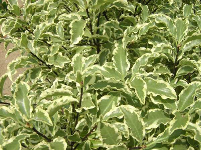 PITTOSPORUM tenuifolium Variegatum
