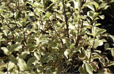 PITTOSPORUM tenuifolium Victoria