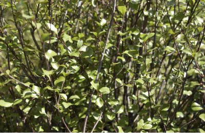 PITTOSPORUM tenuifolium Green elf