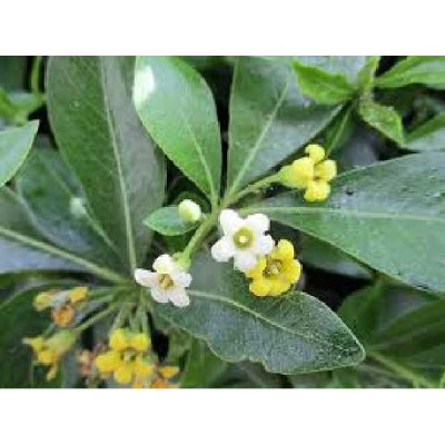 PITTOSPORUM heterophyllum