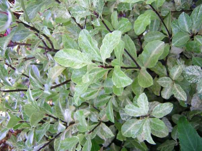 PITTOSPORUM tenuifolium Irene patterson