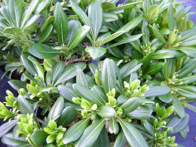 PITTOSPORUM tobira Nana