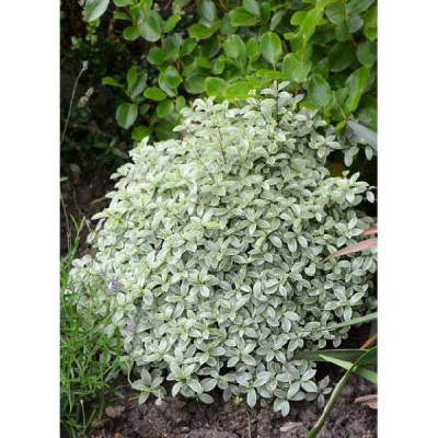 PITTOSPORUM tenuifolium Silver ball