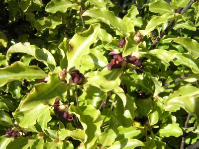 PITTOSPORUM tenuifolium