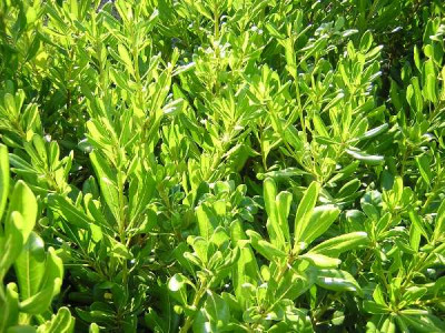 PITTOSPORUM tobira