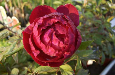 PIVOINE arbustive