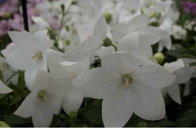 PLATYCODON  Blanc