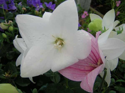 PLATYCODON  Rose