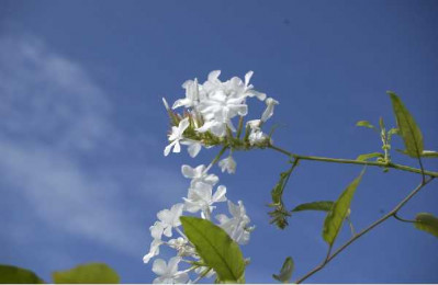 PLUMBAGO capensis Alba